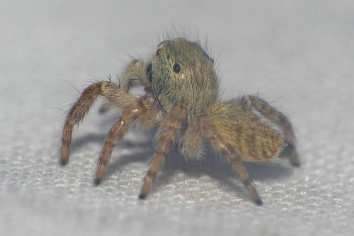 Carrhotus xanthogramma